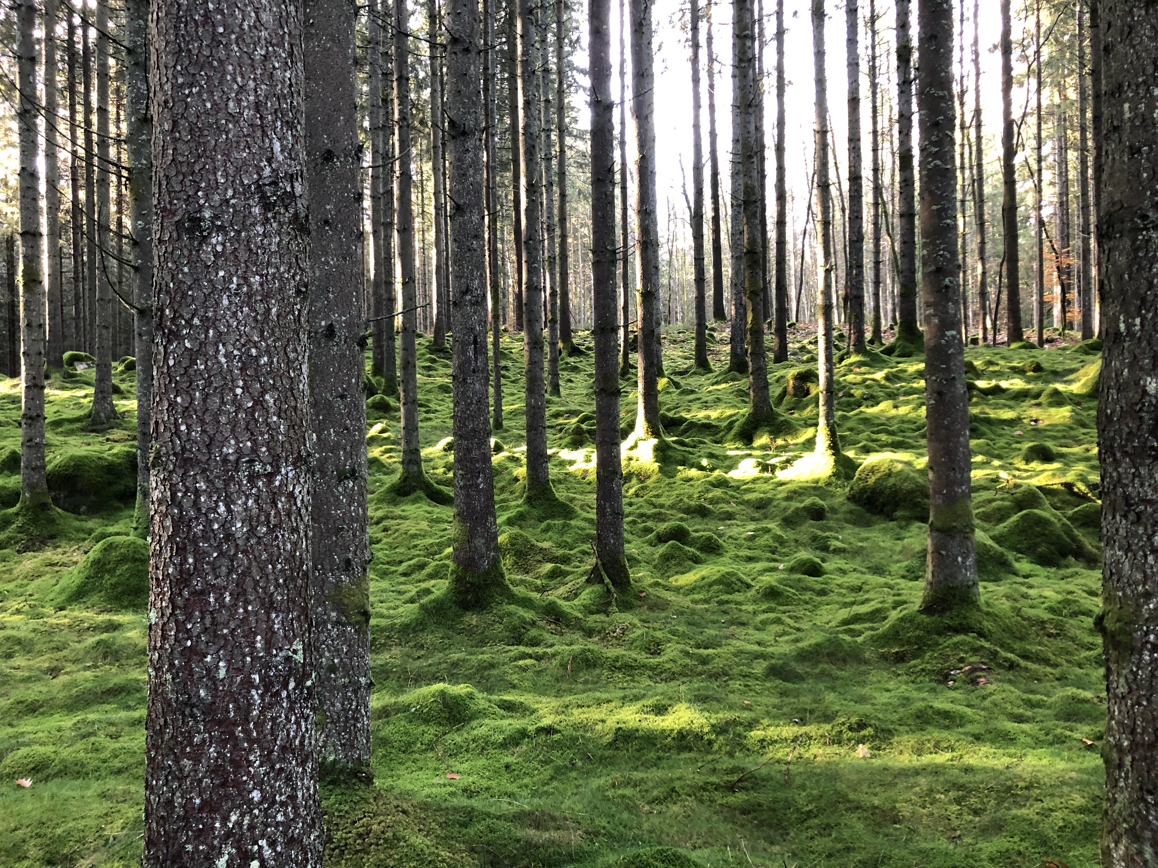 hemsida träd